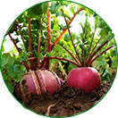 三無產品，綠色健康